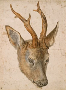 Albrecht Dürer Tête de chevreuil