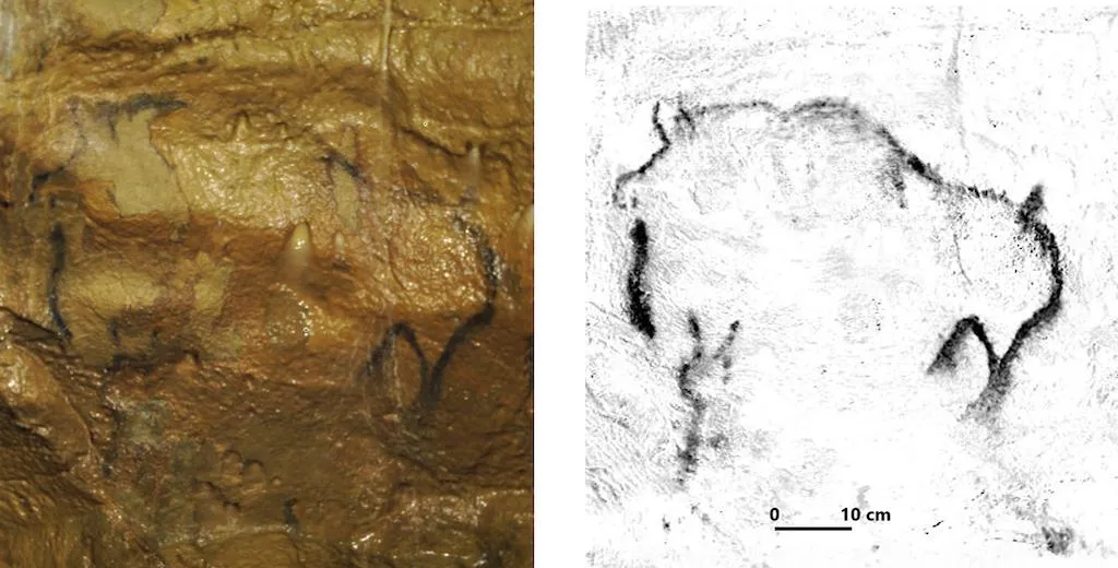 L'usage de l'imagerie hyperspectrale dans la grotte Mayenne-Sciences laisse apparaître des tracés invisibles à l'œil nu : ici un théranthrope sous le bison