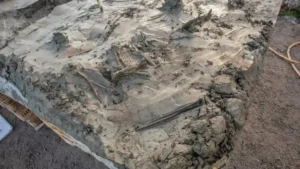 Une dépouille de chien ayant vécu vers 3000 avant notre ère accompagnée d'un poignard a été découverte au sud de Stockholm.