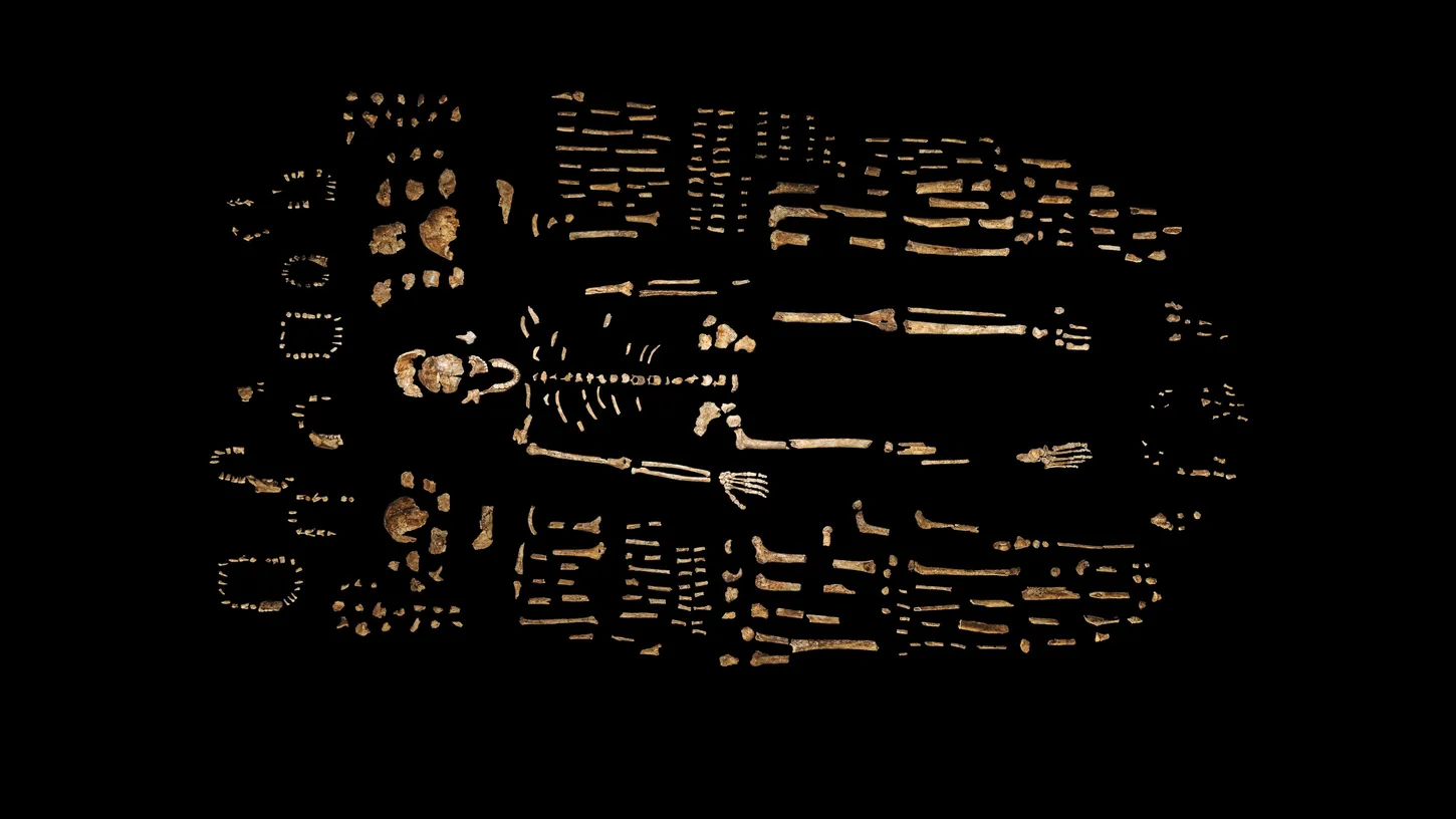 Les ossements d'<em>Homo naledi</em> découverts par Lee Berger dans la grotte Rising Star en Afrique du Sud lui ont fait dire qu'il s'agissait d'une nécropole d’il y a quelque 300 000 ans.