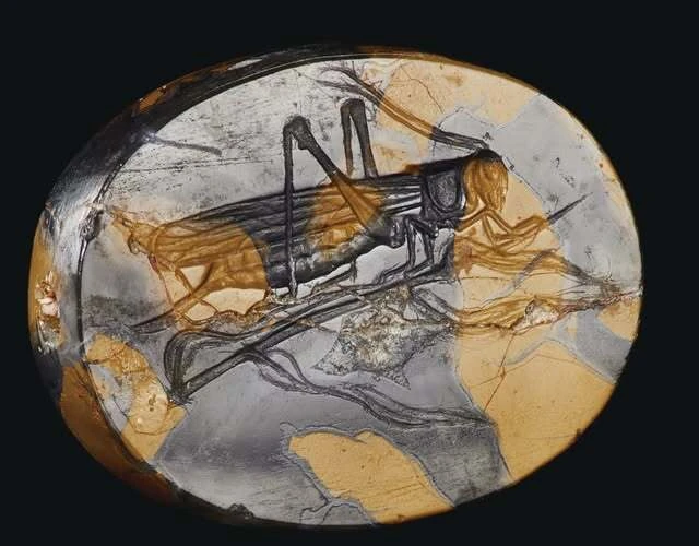 Morceau de jaspe jaune marbré gravé d'une sauterelle au Ve siècle de notre ère
