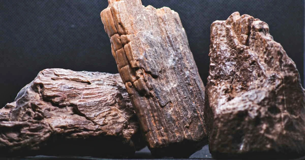 Ces pièces de bois découvertes à Marathousa 1 en Grèce sont datées d’environ 430 000 ans. Leur étude fait reculer l'âge des premiers outils façonnés dans des matériaux autres que la pierre.